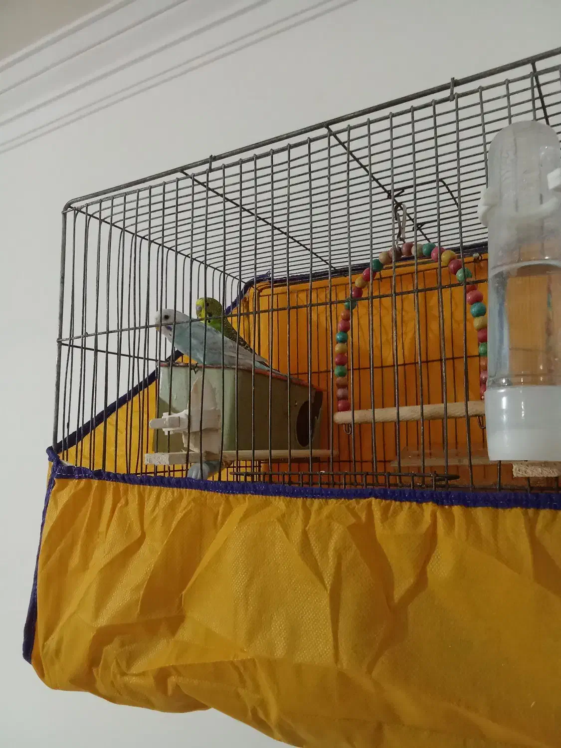 مرغ عشق|پرنده|گیلان غرب, |دیوار