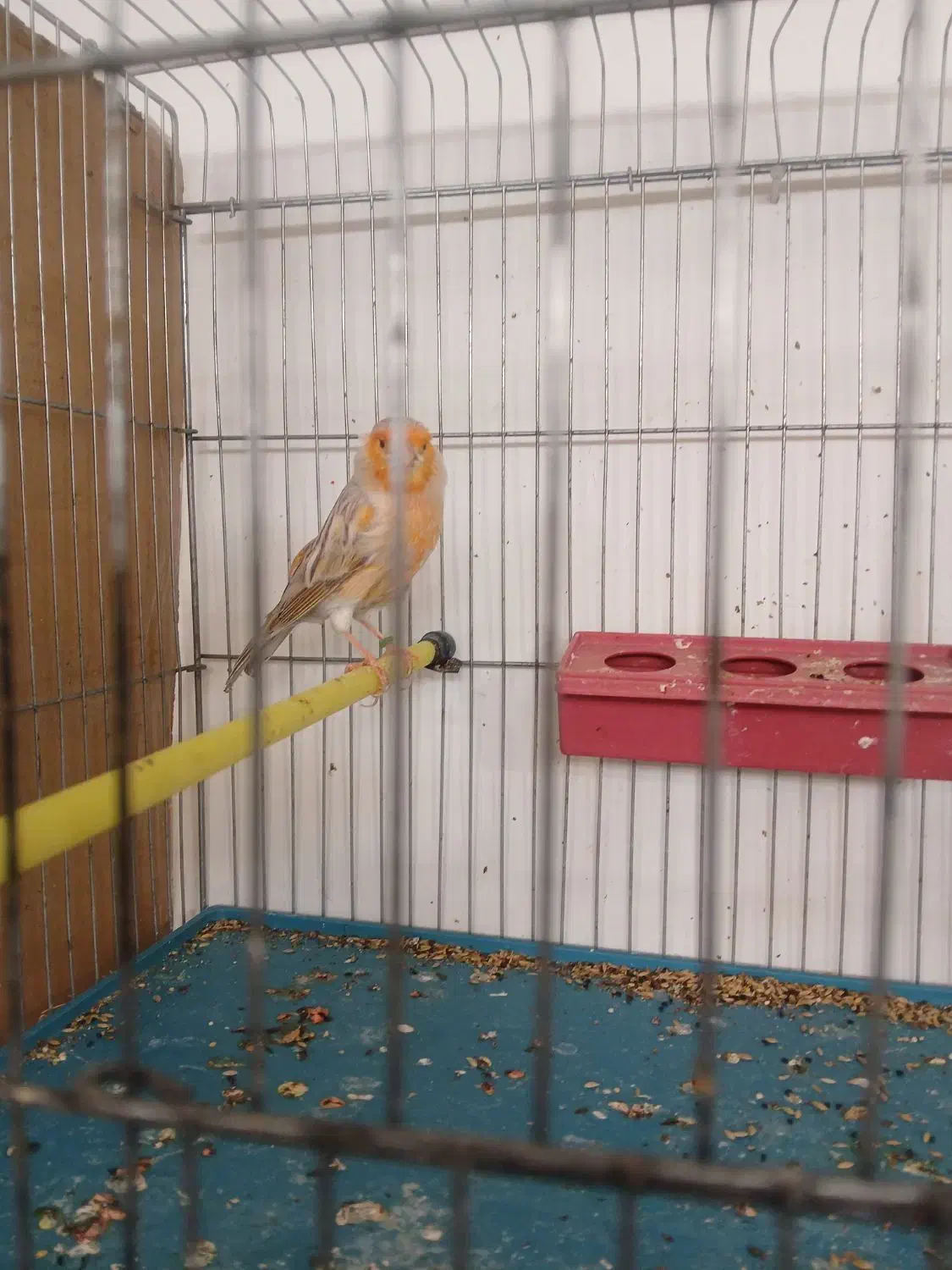 قناری توپاز|پرنده|داراب, |دیوار