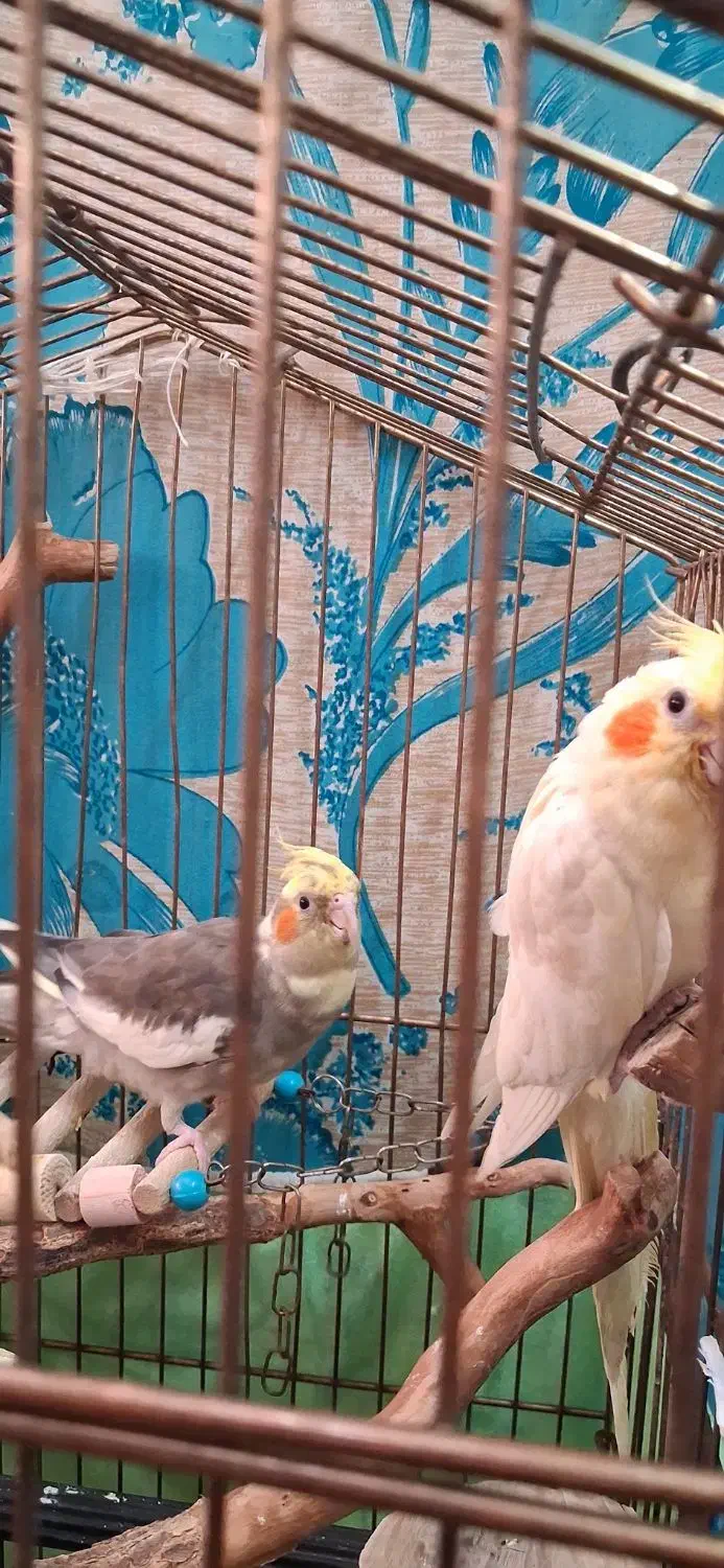 عروس هلندی جوان یک جفت نر و ماده|پرنده|قم, دروازه ری|دیوار