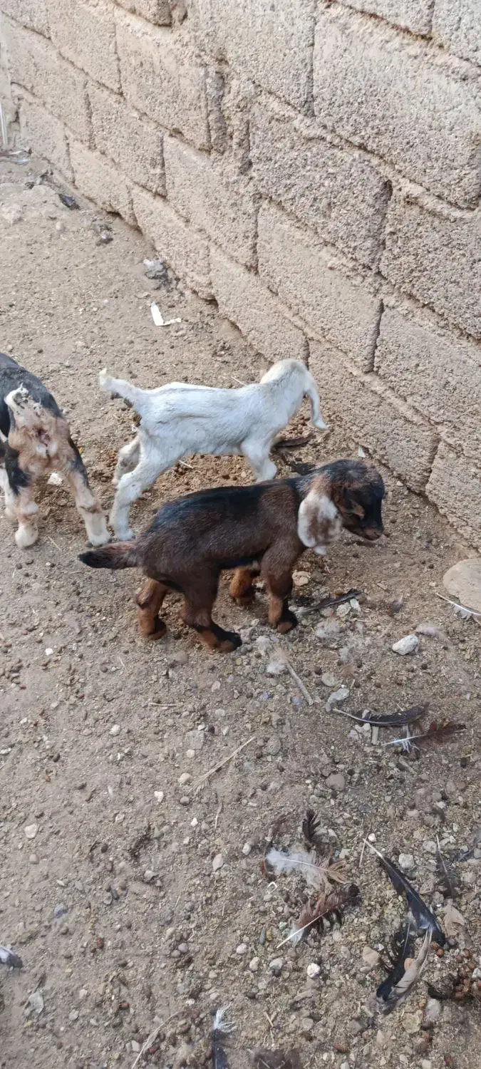 بزغاله نر فقط فقط تماس|حیوانات مزرعه|دهلران, |دیوار