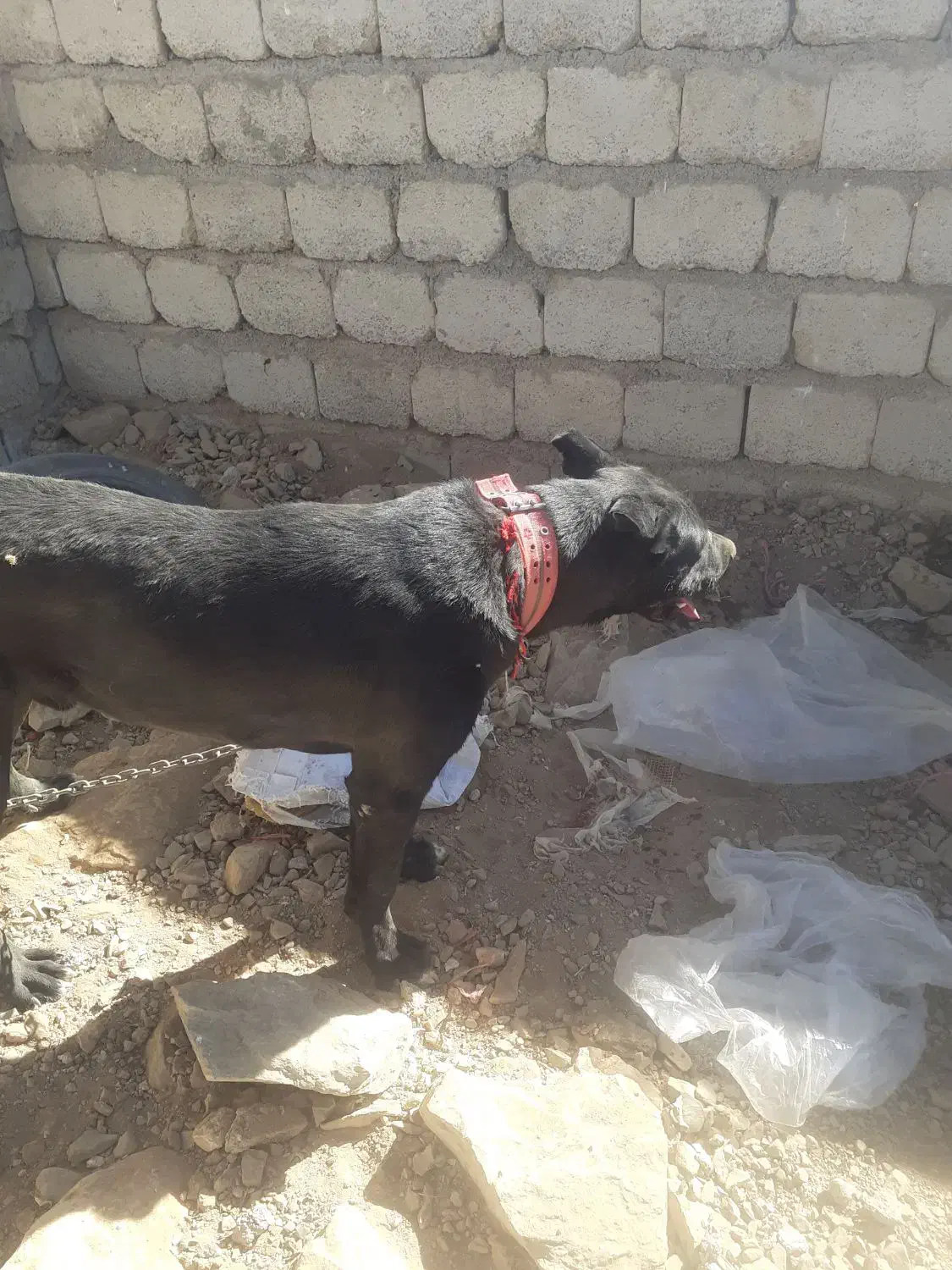 سگ هفت ماهه قهدریجانی|سگ|چادگان, |دیوار