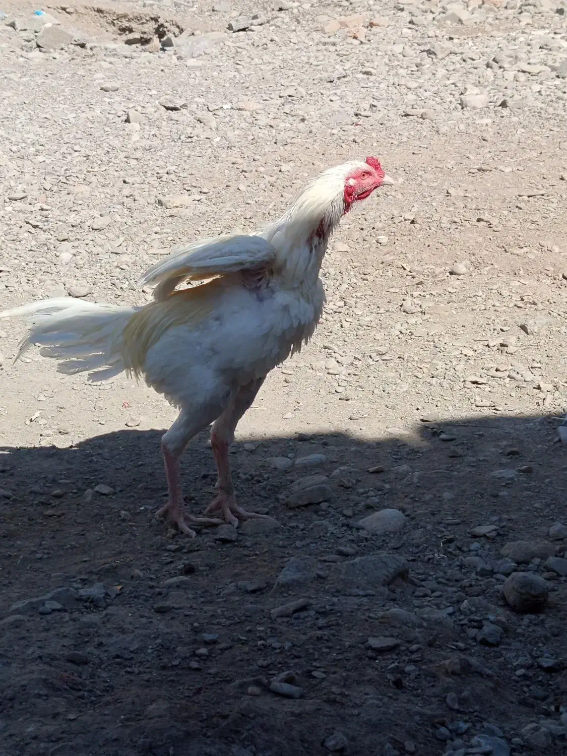 مرغ بلوچی ۶عدد خروس 1عددماکیان ۱عددگوچ|حیوانات مزرعه|ایرانشهر, |دیوار