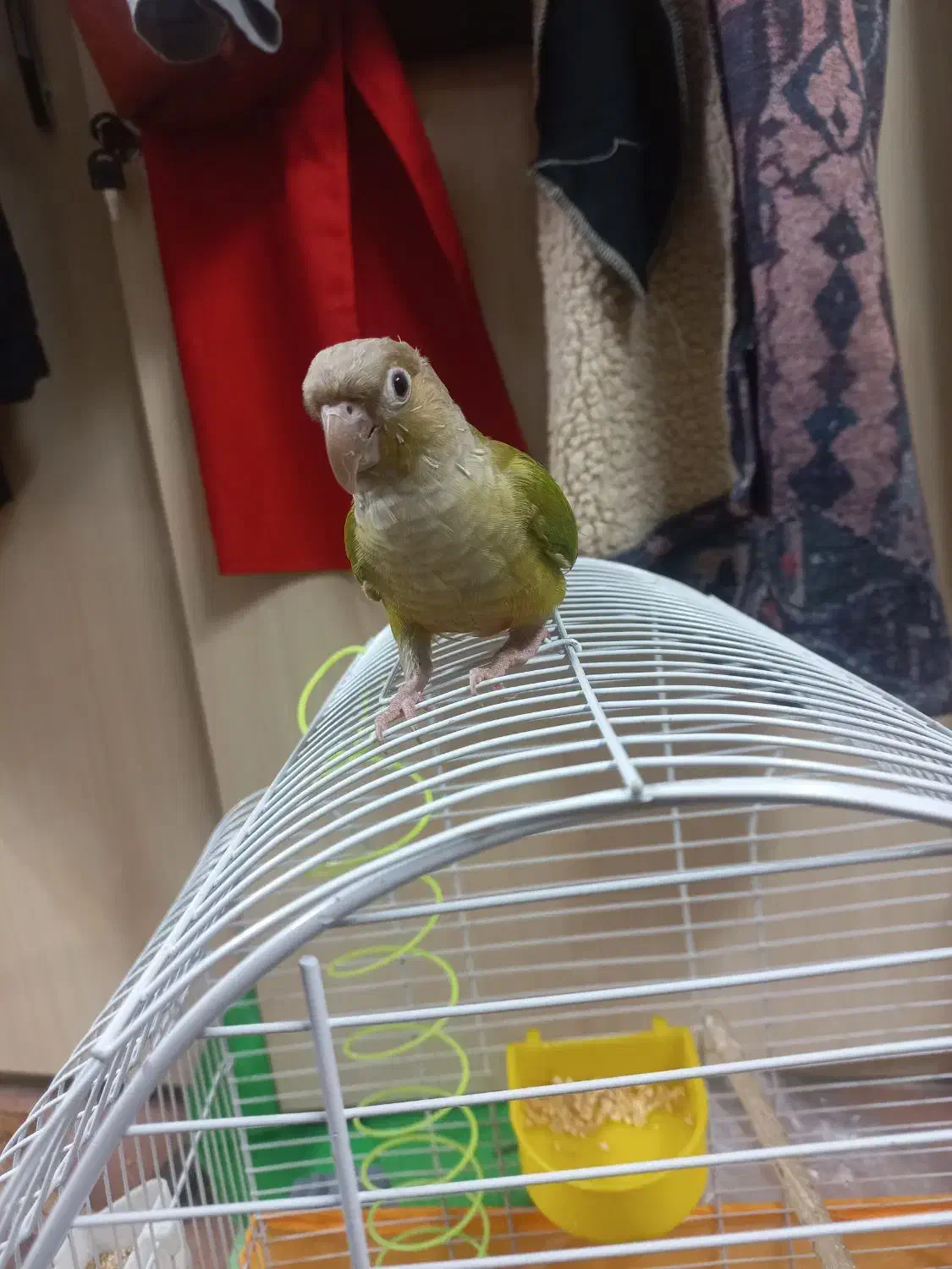 دارچینی طوطی|پرنده|زنجان, |دیوار