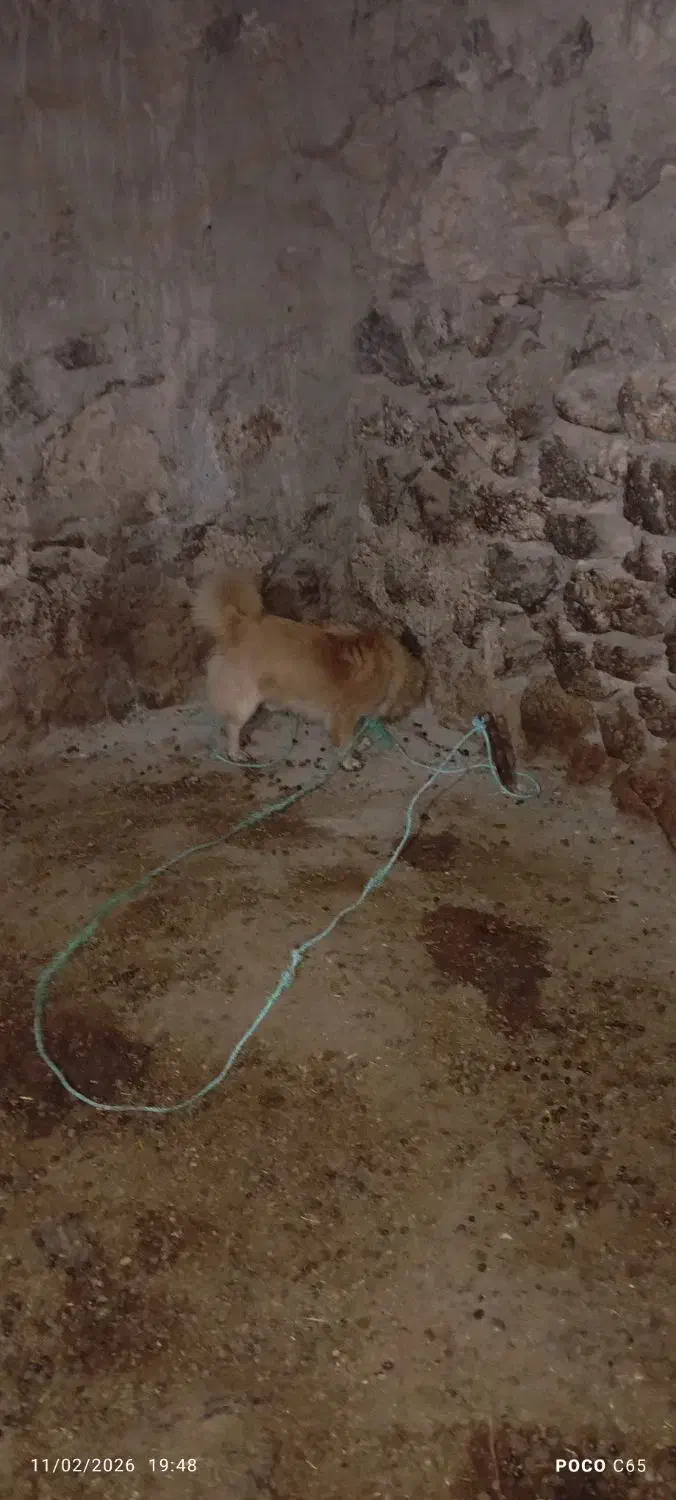 سگ خونه|سگ|ماکو, |دیوار