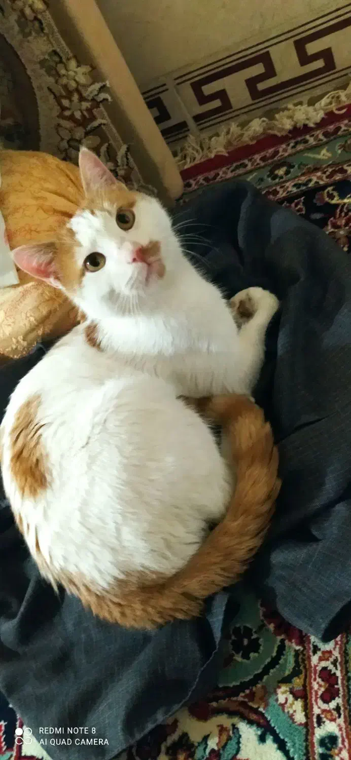 واگذاری رایگان گربه نر|گربه|کرمانشاه, |دیوار