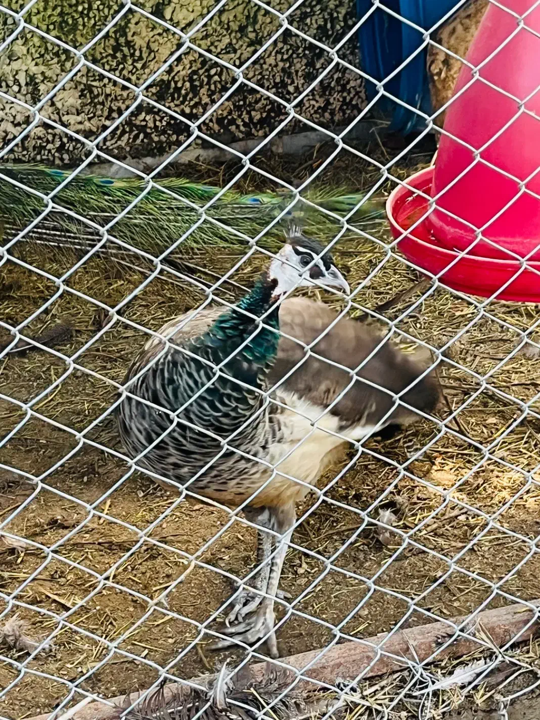 فروش یک جفت طاووس|پرنده|چالوس, |دیوار