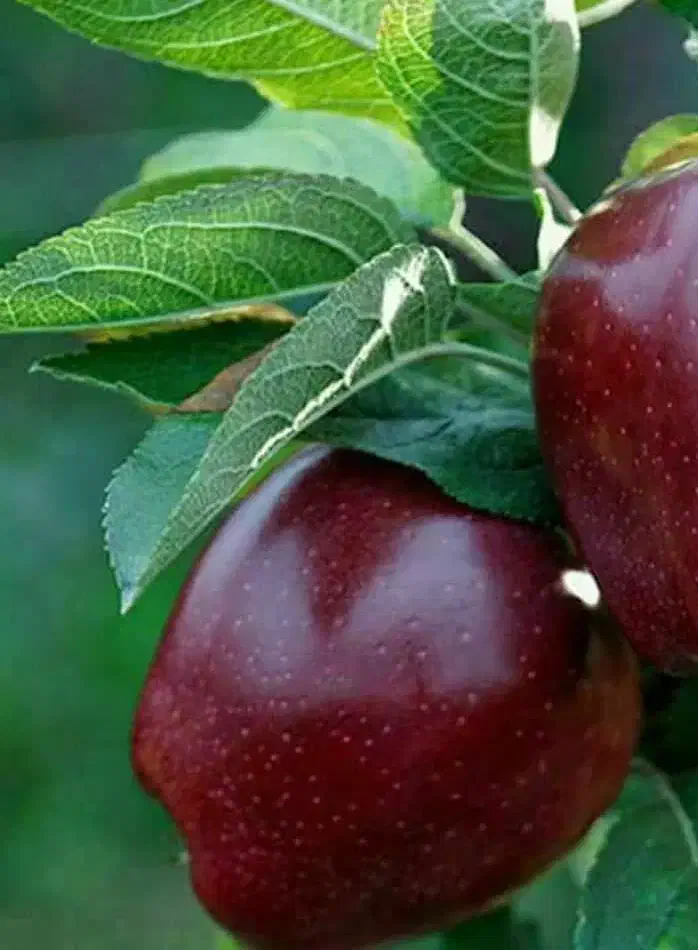 تولید و عرضه نهال سیب میراکل|خدمات باغبانی و درختکاری|خوسف, |دیوار