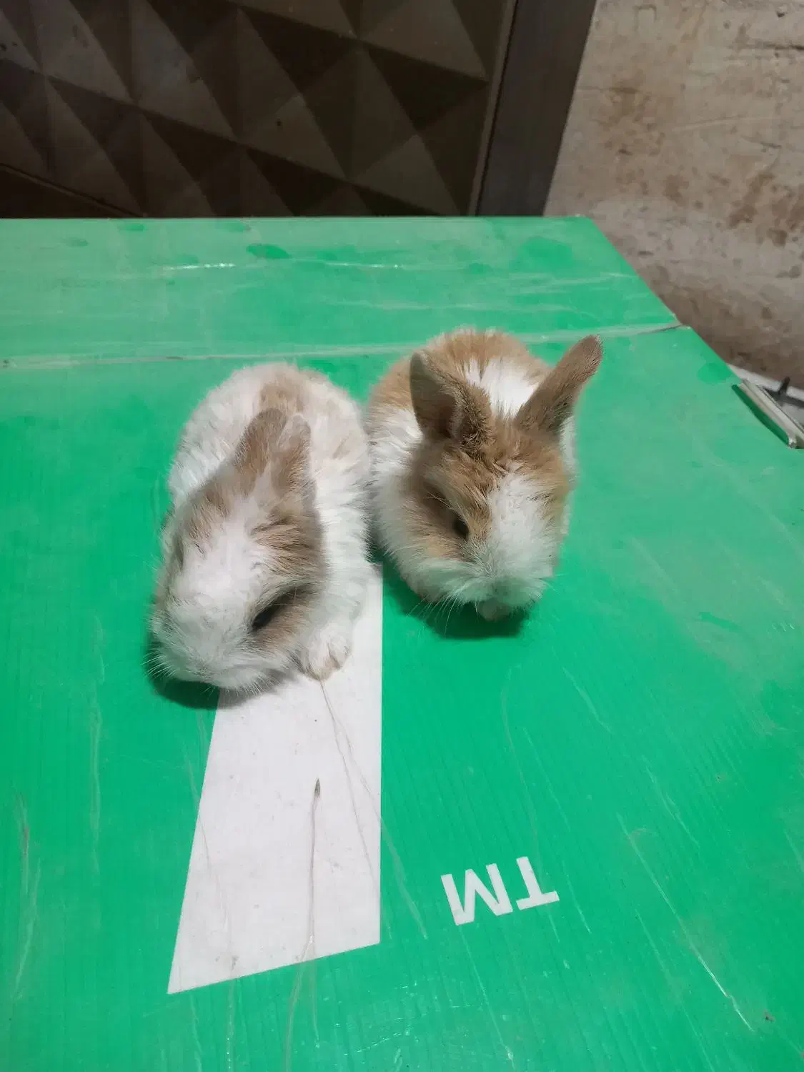 فروش بچه خرگوش|موش و خرگوش|مشهد, ادیب نیشابوری (شهرک غرب)|دیوار