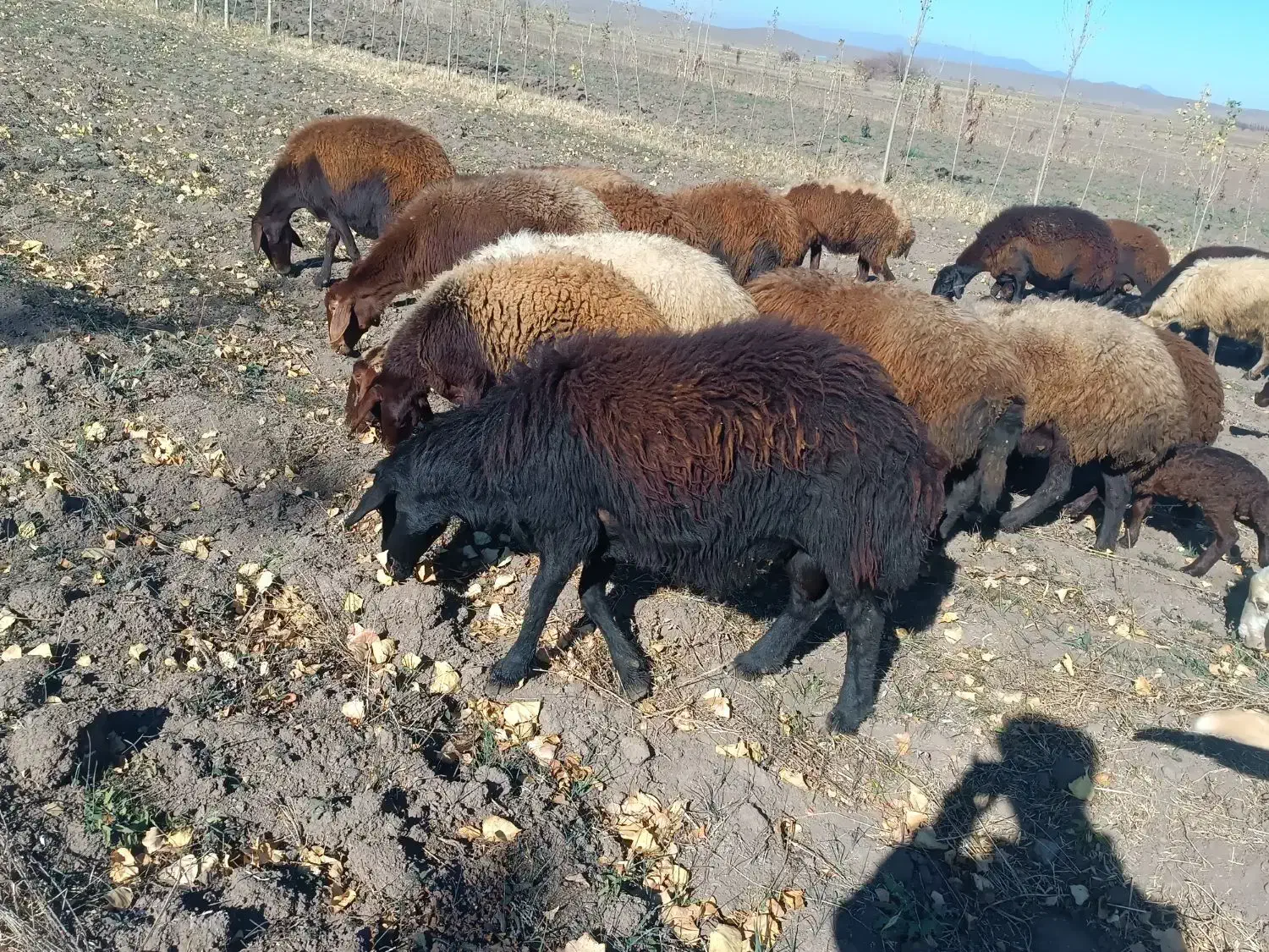 ۲۰ راس گوسفند|حیوانات مزرعه|ویلکیج, |دیوار