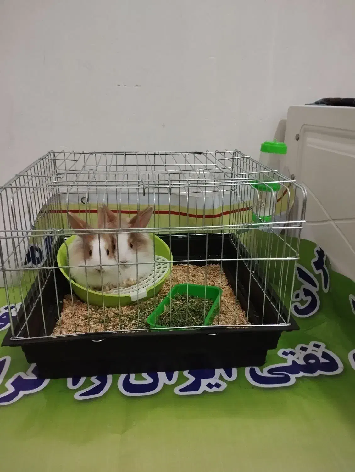 خرگوش|موش و خرگوش|اراک, |دیوار