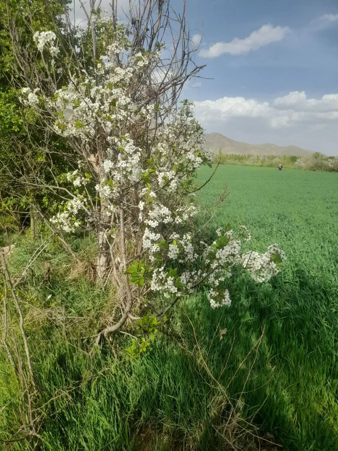 فروش زمین زراعی|فروش زمین و ملک کلنگی|فیرورق, |دیوار