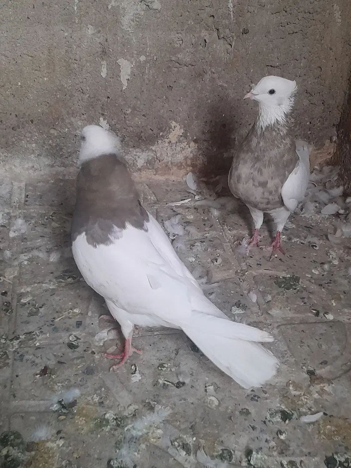 فروش طوقی وپلاکی|پرنده|دره شهر, |دیوار