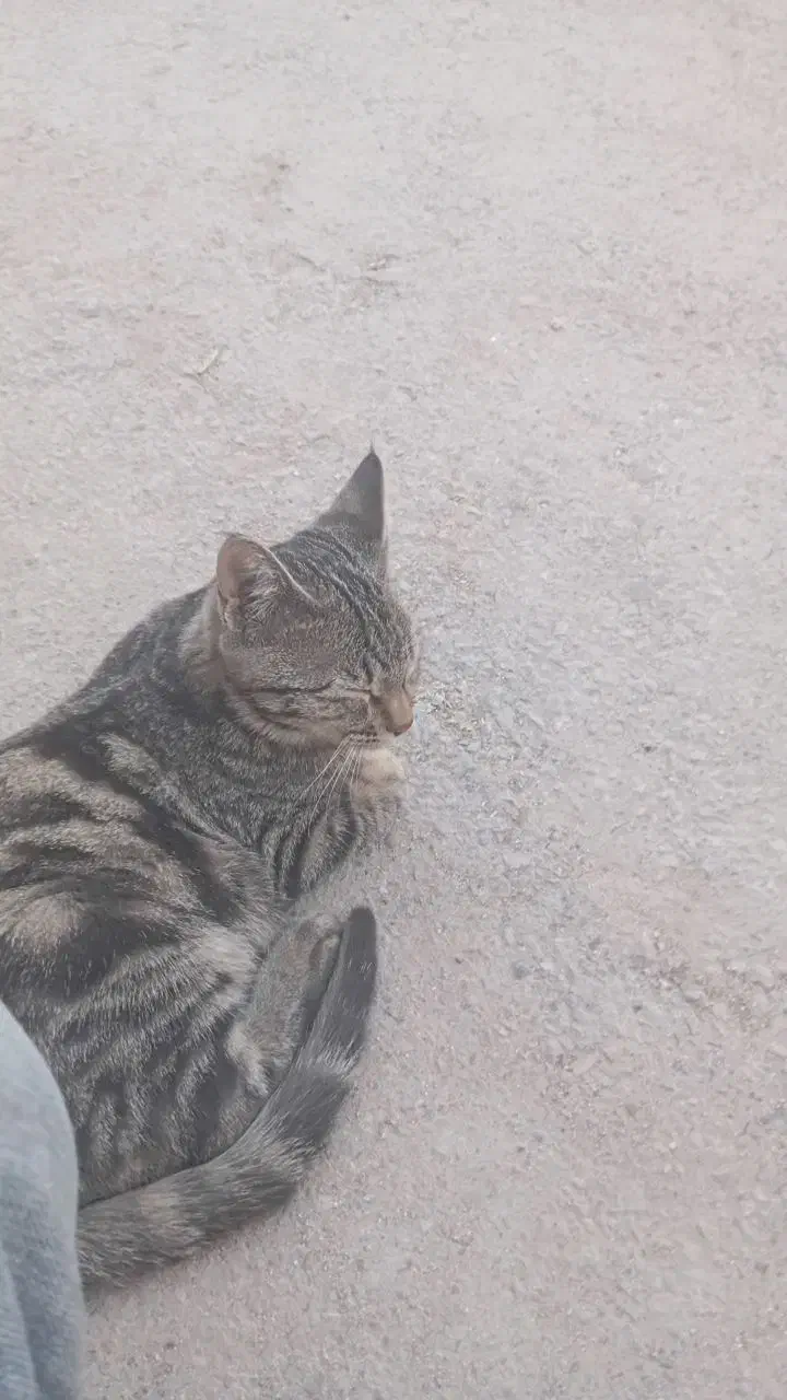 واگذار گربه|گربه|شیراز, تل حسین‌آباد|دیوار