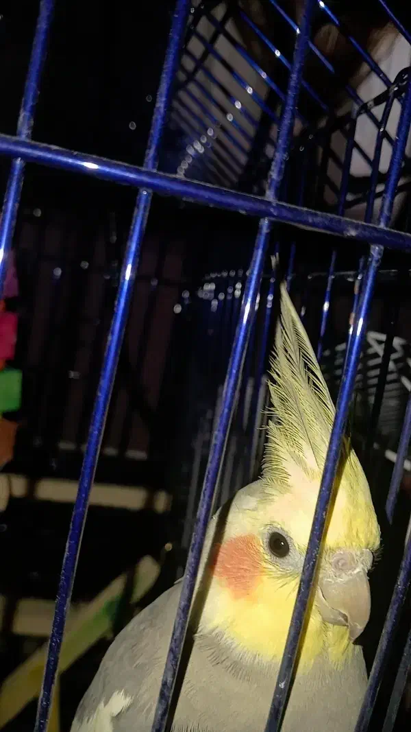 عروس هلندی|پرنده|آستارا, |دیوار