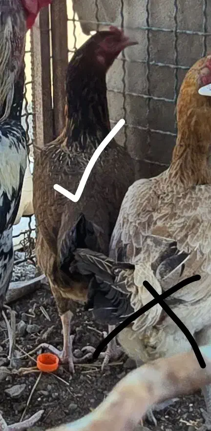 مرغ محلی پابلند|حیوانات مزرعه|رودان, |دیوار