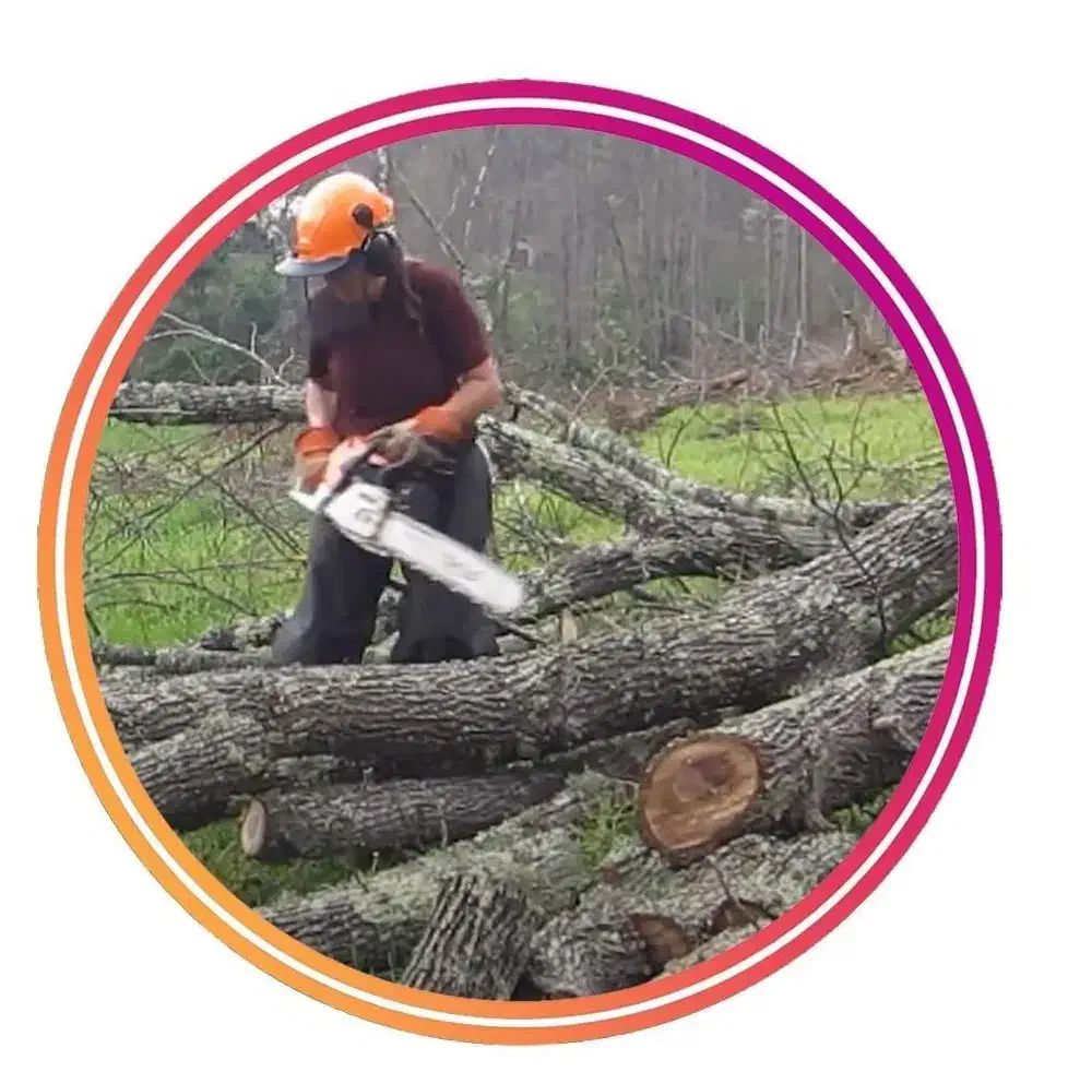 خرید چوب برش درخت خرید درخت قطع درخت اره برقی|خدمات باغبانی و درختکاری|کرمانشاه, |دیوار