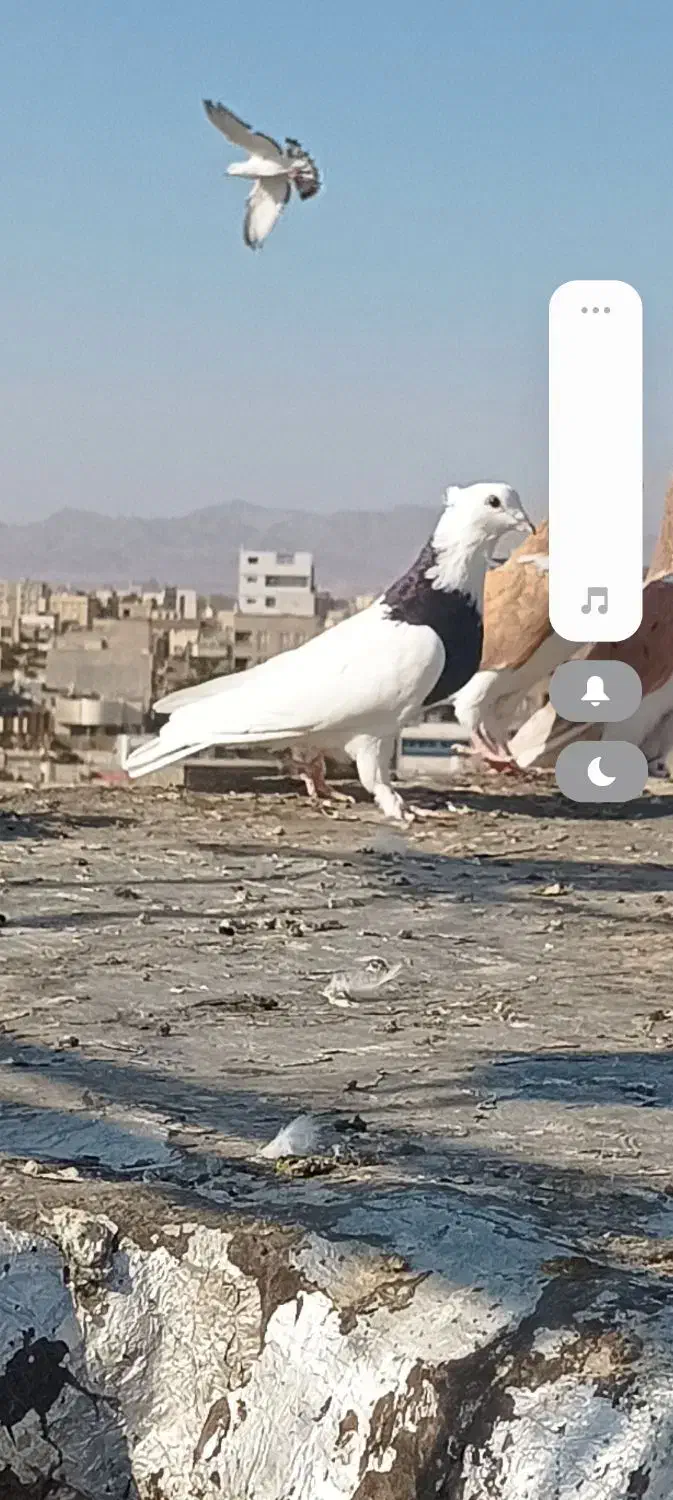 کبوتر رنگه  نرقلدور پرشی (ارسال دارم)|پرنده|تربت‌حیدریه, بهزیستی|دیوار