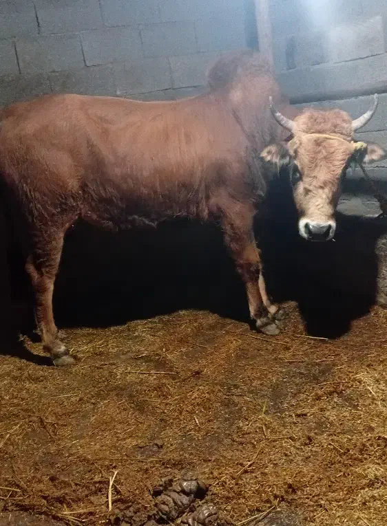 ورزا کوله|حیوانات مزرعه|سنگر, |دیوار