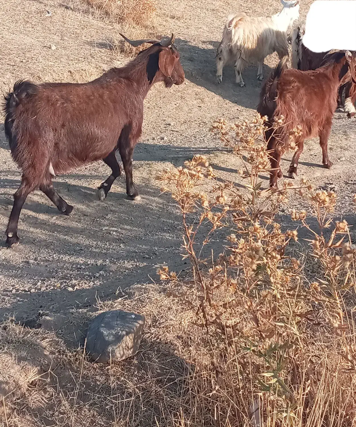 گوسفند بز|حیوانات مزرعه|هریس, |دیوار