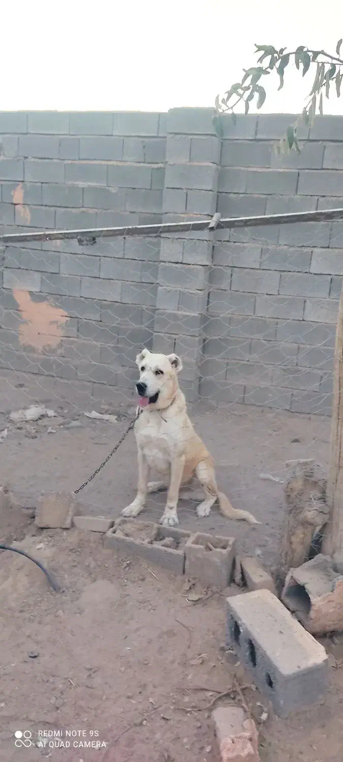 سگ،|سگ|سبزوار, قصبه غربی|دیوار