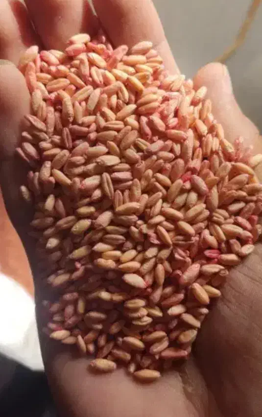 گندم دیم|عمده‌فروشی|مشهد, مهدی آباد|دیوار