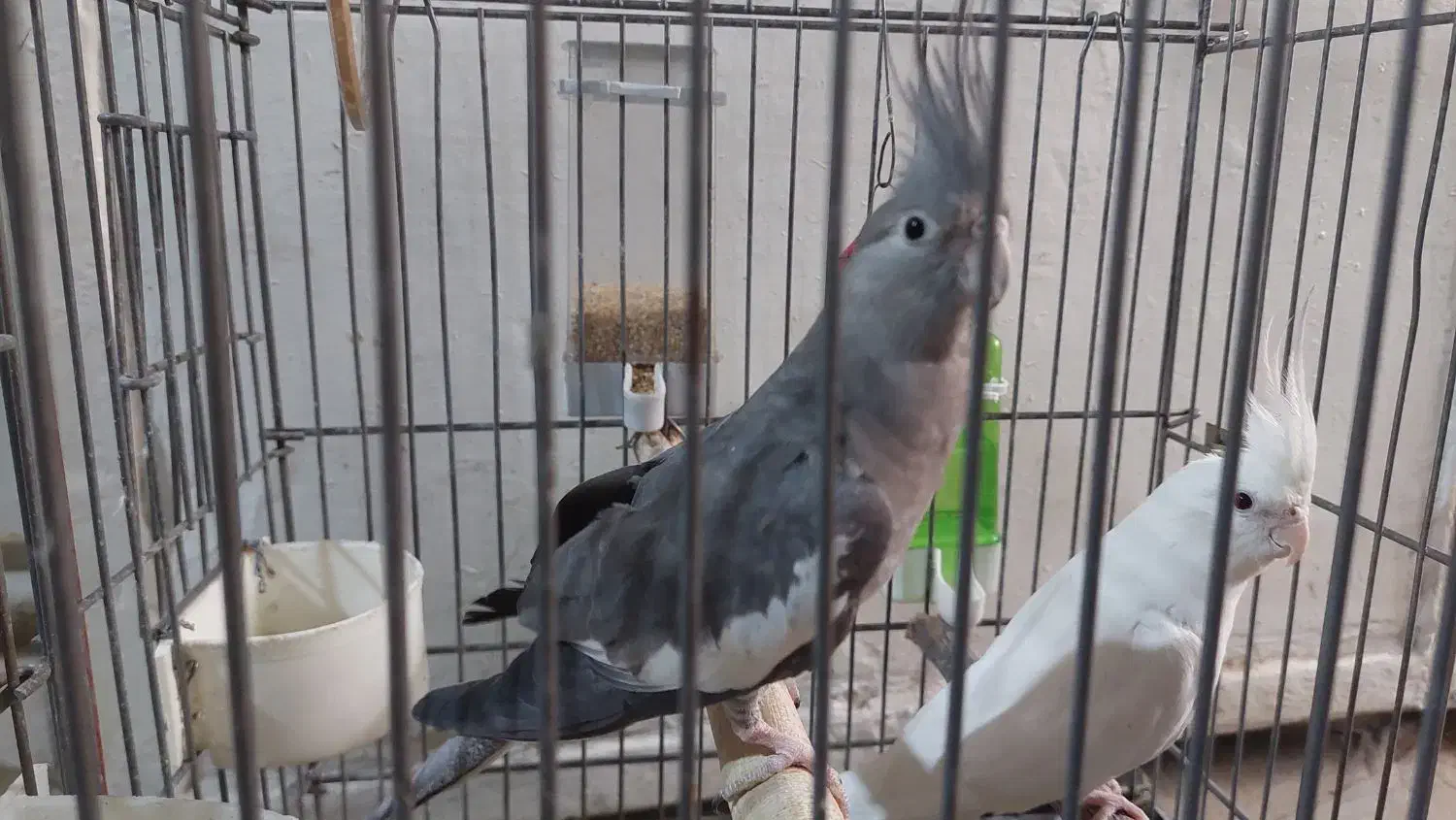 عروس هلندی .طوطی برزیلی ابی .مرغ عشق سبز|پرنده|نسیمشهر, |دیوار