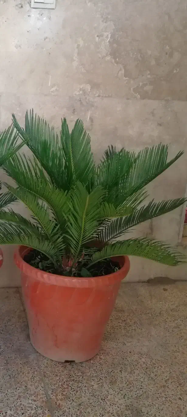 سیکاس گل آپارتمانی|گل و گیاه طبیعی|شهریار, شهرک شاهد|دیوار