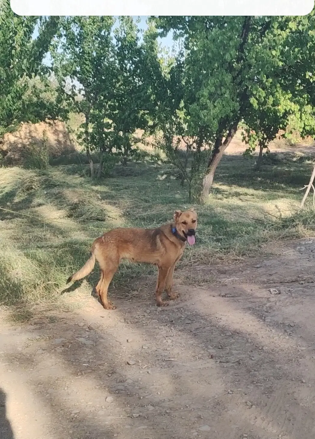 سن سگ|سگ|کشکسرای, |دیوار