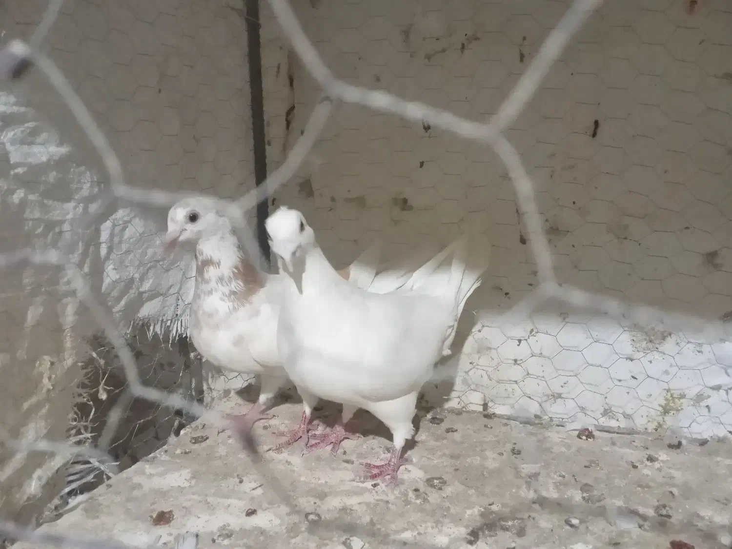 کفتریک جفت خطداربا ضمانت|پرنده|آشخانه, |دیوار