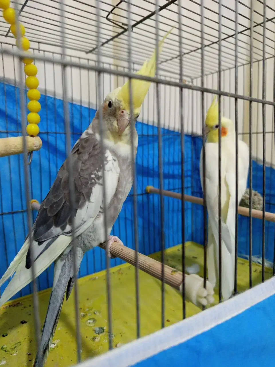 عروس هلندی|پرنده|شوط, |دیوار