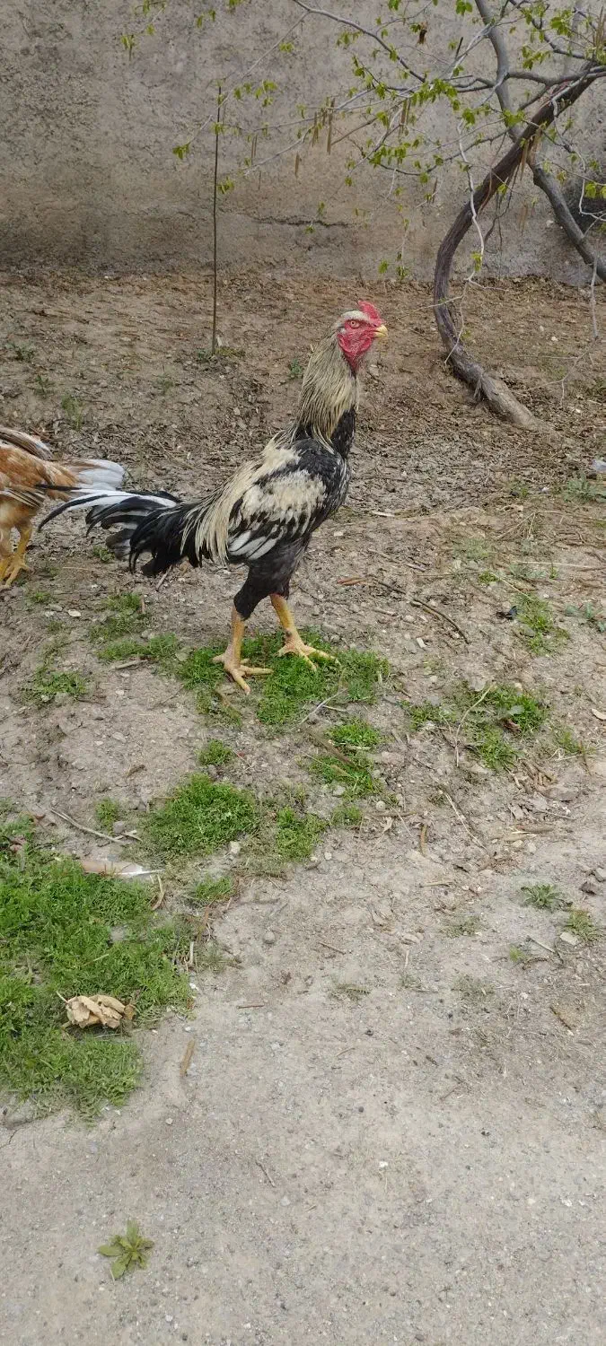 خروس ومرغ لاری جوان|حیوانات مزرعه|محمدیه-قزوین, |دیوار