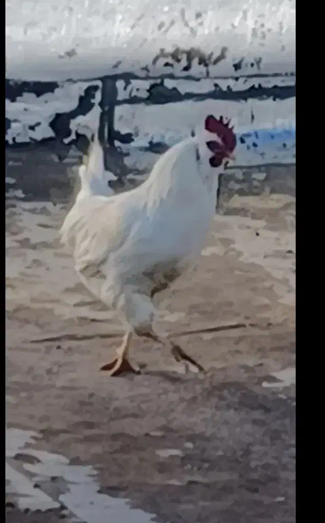 مرغ و خروس|حیوانات مزرعه|بروجن, |دیوار