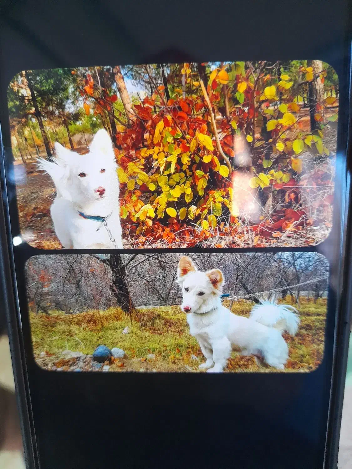 گمشده|حیوانات|نیشابور, فضل|دیوار