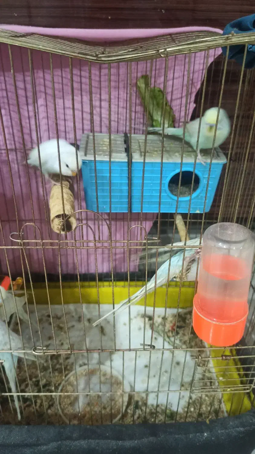 مرغ عشق دونه ای 150|پرنده|مشهد, میعاد (شهرک غرب)|دیوار