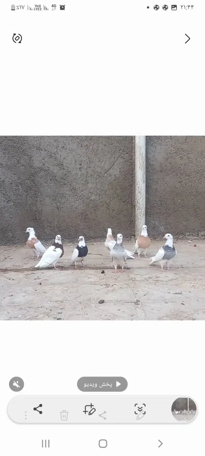 کبوتر رنگی|پرنده|سلامی, |دیوار