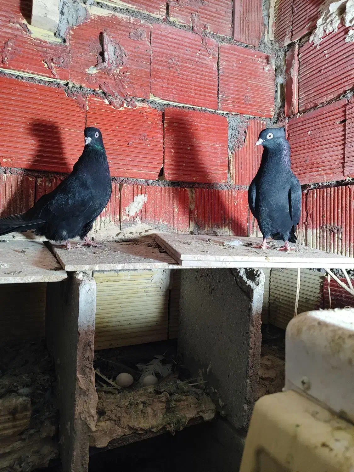 جفت سیاه ابادنی|پرنده|بندر ماهشهر, |دیوار