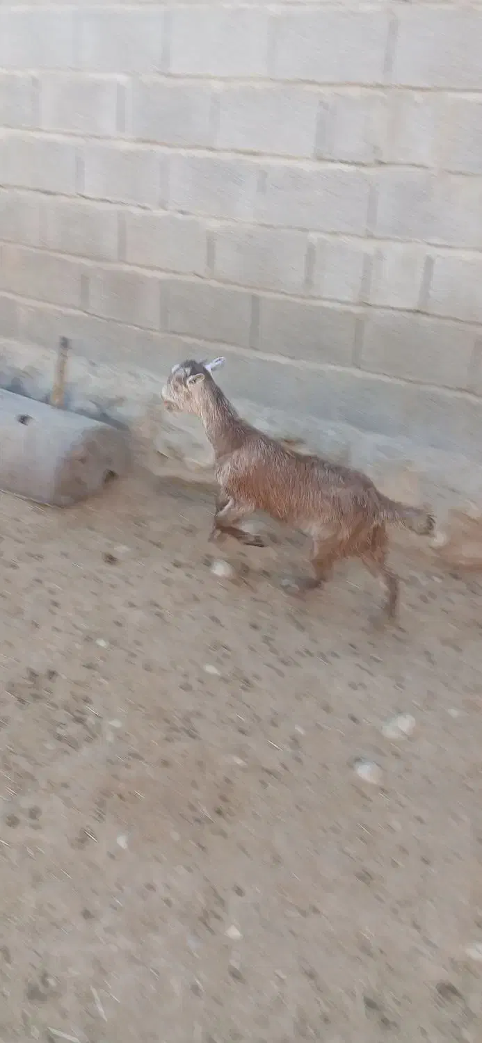 یه دونه کهره ماده|حیوانات مزرعه|داراب, |دیوار