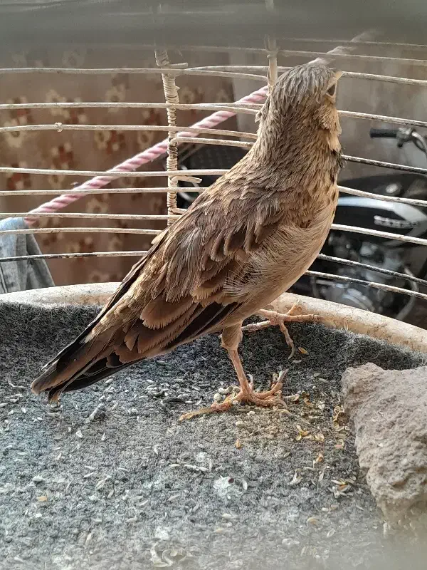 سهره خاکی نر مست مست|پرنده|قم, شاه سید علی|دیوار