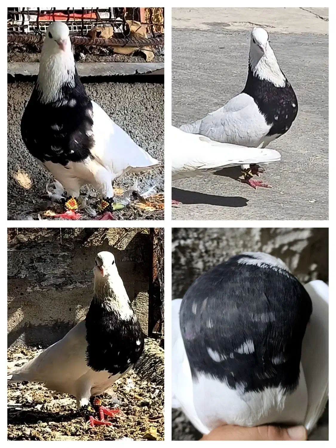 طوقی ،قره و ابلغ ،پلاکی|پرنده|شیراز, محمدیه|دیوار