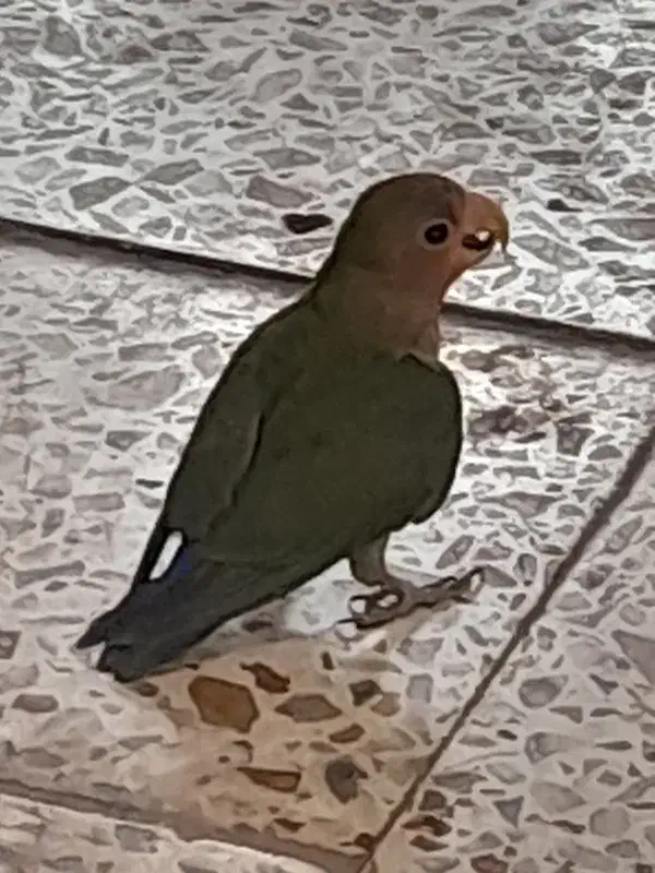 طوطی گمشده|حیوانات|اندیمشک, |دیوار