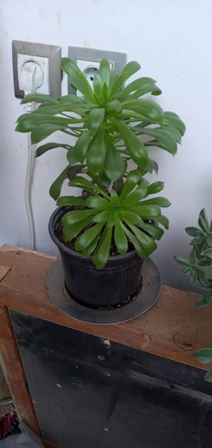 گل با گلدون پر قشنگ|گل و گیاه طبیعی|بهشهر, |دیوار