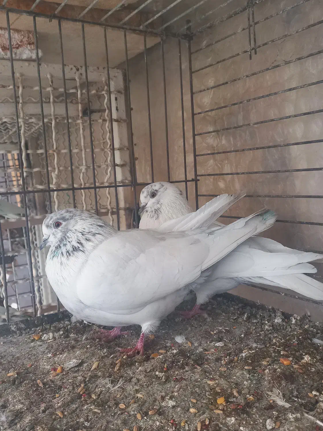 کبوتر جفت نر و ماده شمرون|پرنده|تهران, زعفرانیه|دیوار