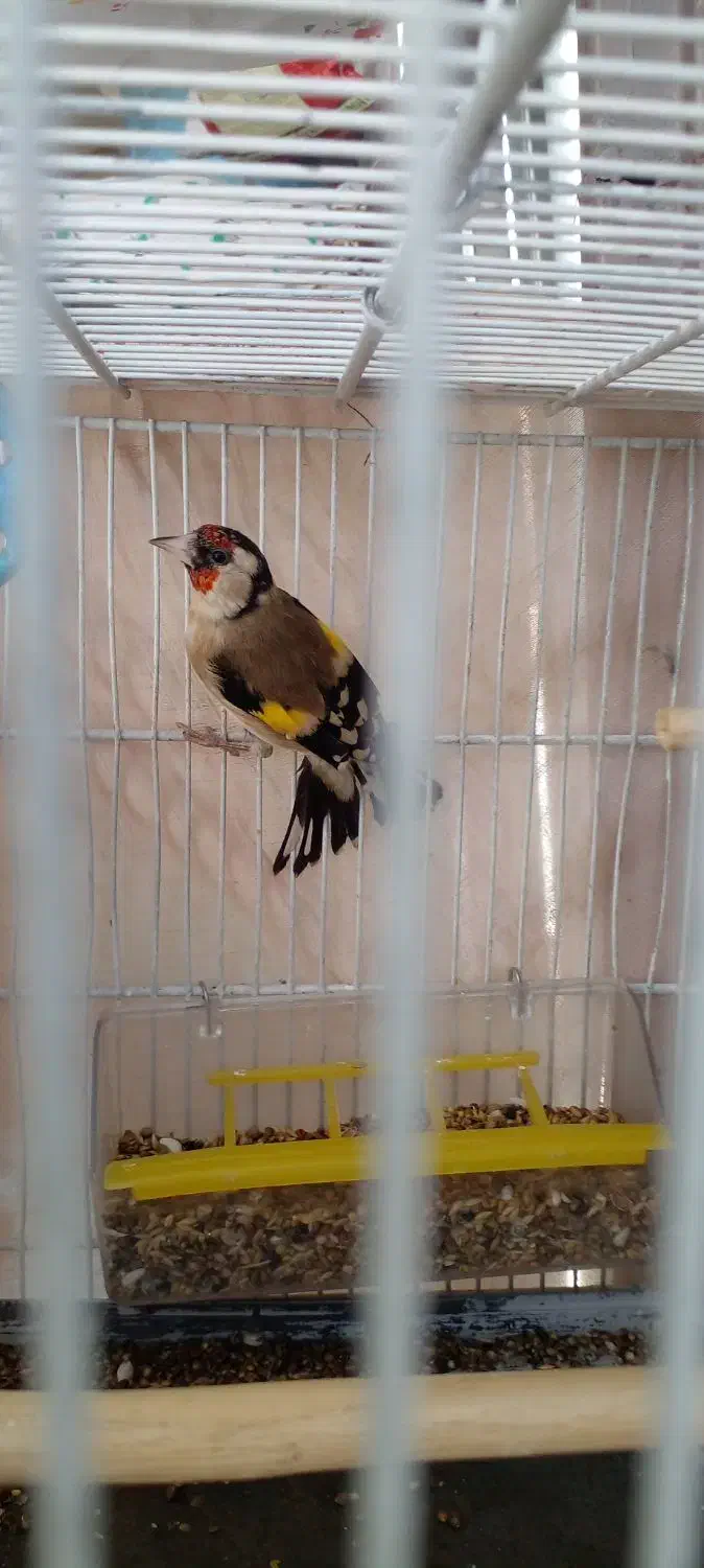 سره بهاره|پرنده|خمین, |دیوار