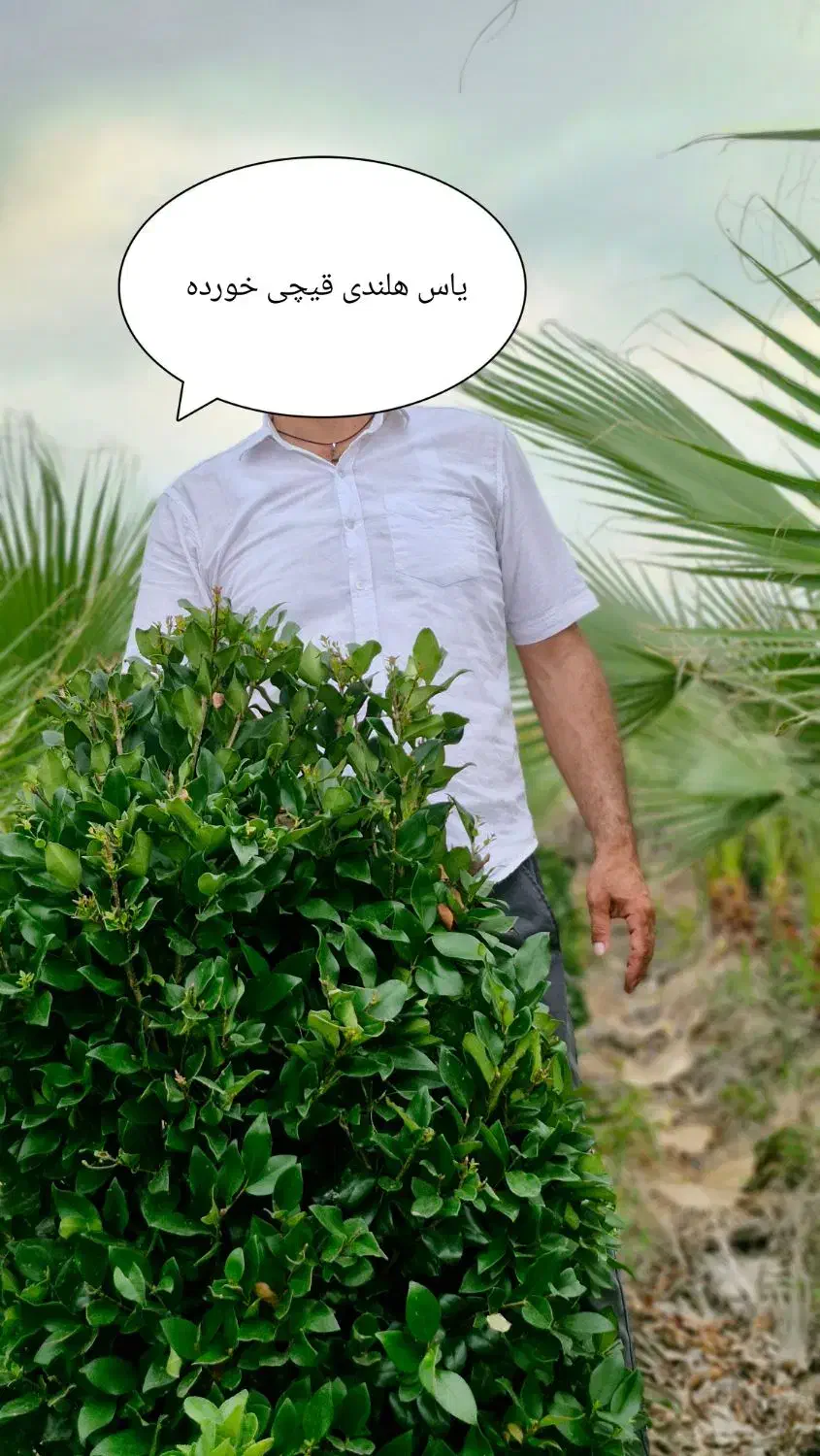 یاس هلندی سبز زمینی و ابلق گلدون۴۵|گل و گیاه طبیعی|آمل, |دیوار