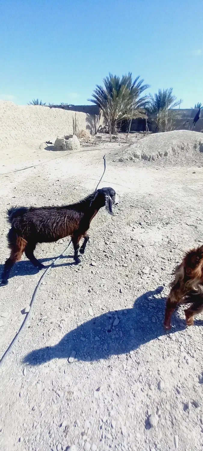 بز آبستن ۳عدد|حیوانات مزرعه|ایرانشهر, |دیوار