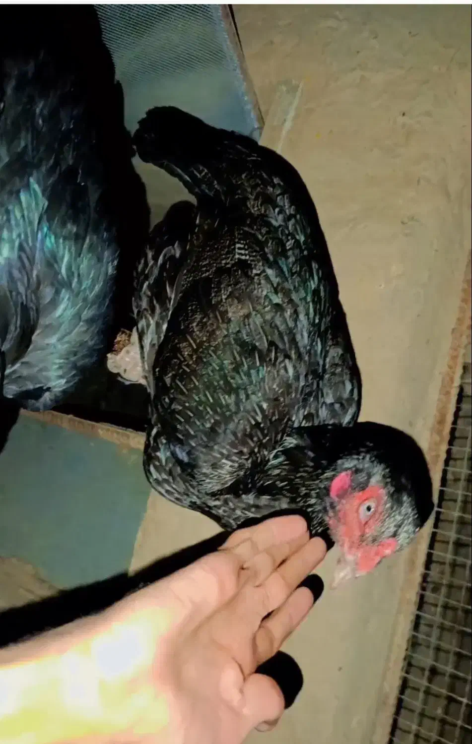 ماده مرغ اصیل|حیوانات مزرعه|سیب و سوران, |دیوار