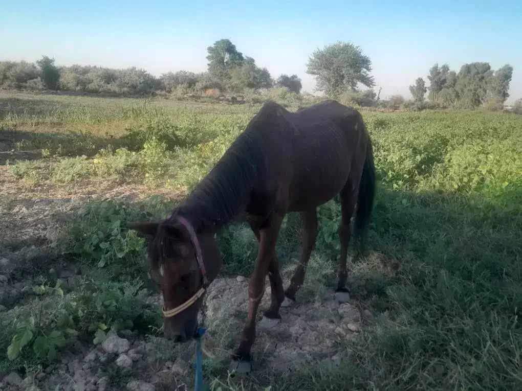 اسب|اسب و تجهیزات اسب‌سواری|شوش, |دیوار