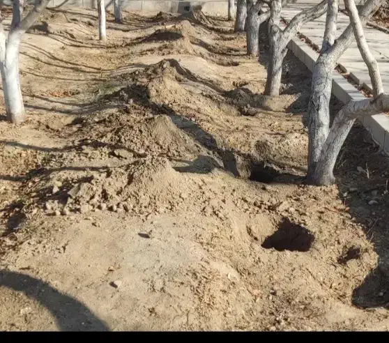 باغبانی سمپاشی هرس تیلر درختکاری گل کود بیل زدن|خدمات باغبانی و درختکاری|مشهد, توس (بلوار توس)|دیوار