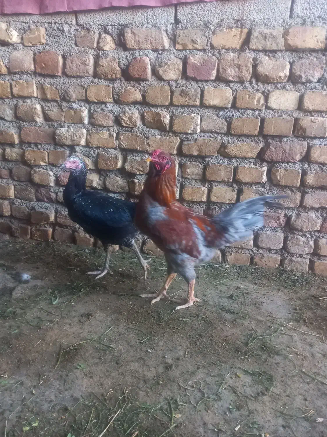 جوجه لاری|حیوانات مزرعه|فامنین, |دیوار