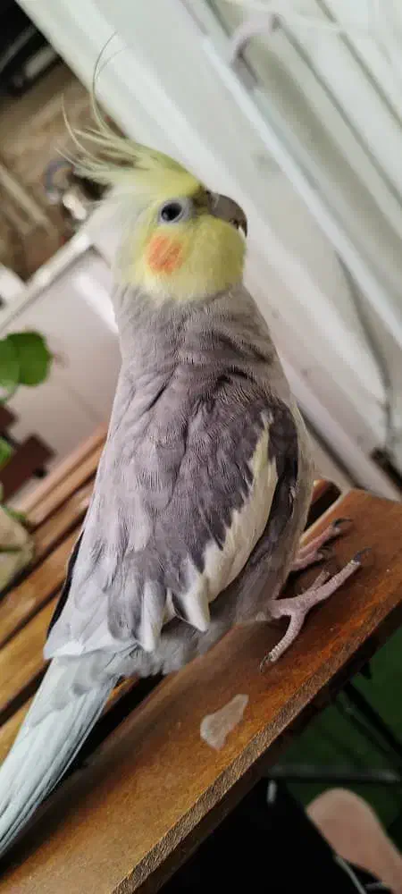 عروس هلندی سخنگو|پرنده|شیراز, فضل‌آباد|دیوار